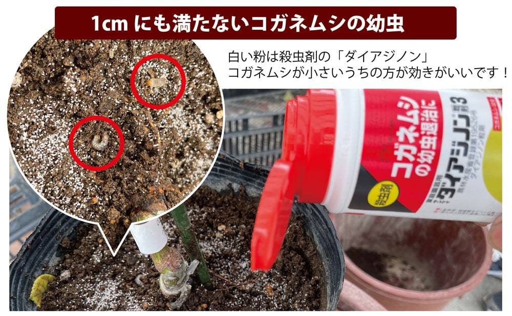 花ひろばオンラインの植物管理のウンチク 肥料を与えたら白いカビが生えました 土にはカビが生えます
