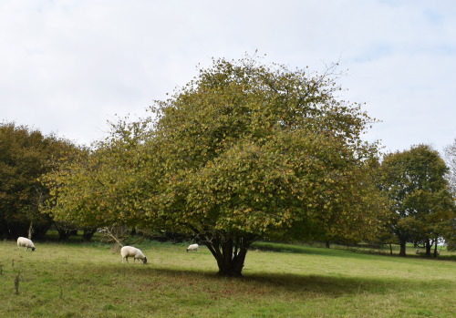 rherlotshadow:Hazel tree, sheep