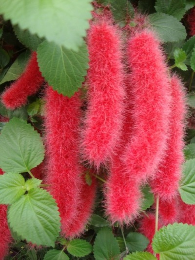 acalypha