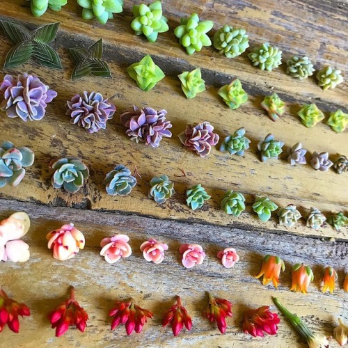sosuperawesome:Botanical Artist Roz Borg on InstagramFollow So Super Awesome on Instagram