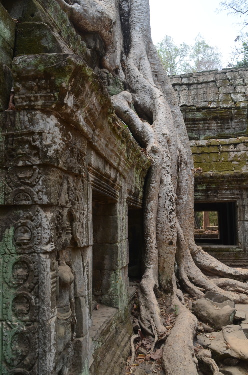 poussieresdempires: Ta Prom, Angkor, Cambodge (by Félix le Masne)