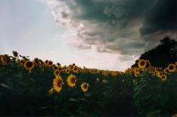 love-personal:  Sunflowers