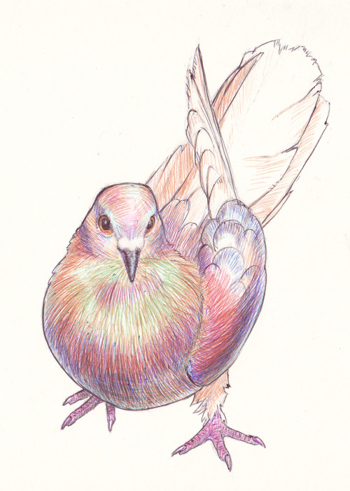 carassiusanis:I’ll try to draw pigeons all month, join me, it’s never too late to draw s