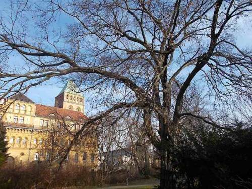 Trees from the city Wroclaw, Poland.