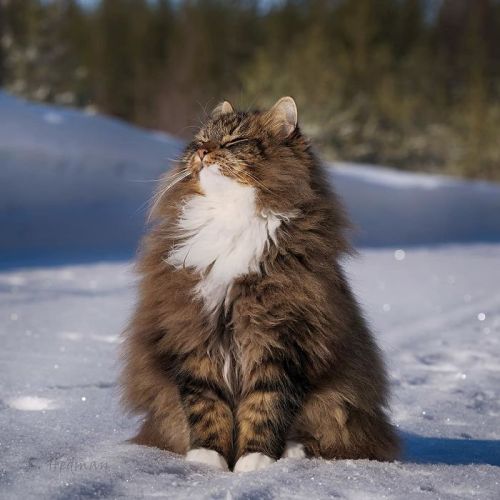 catsbeaversandducks:Amazing Snow ChonkersPhotos by Sämpy