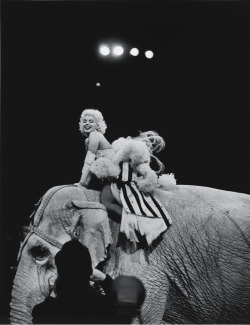 thebeautyofmarilyn:  Marilyn Monroe photographed at a Stop Arthritis charity circus event held at Madison Square Gardens, 1955.