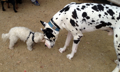 Please send a kiss to doggie heaven for my little white fluff Georgia, who passed away from spinal c