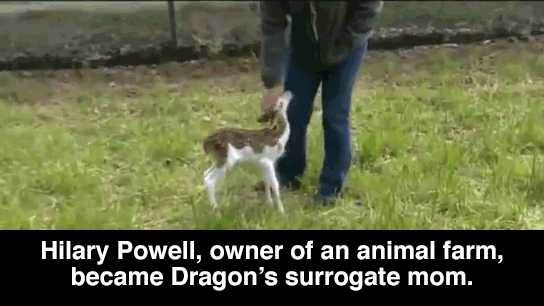 huffingtonpost:  White-Faced Fawn Rejected By Mother At Birth Is Given Happy Home