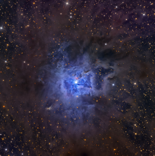 NGC 7023: The Iris Nebula [3857x3871]