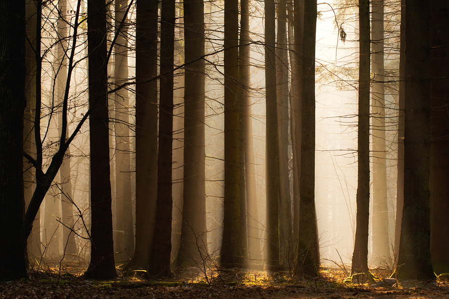 lamus-dworski:  Białowieża Forest - the ancient European forest, one of the last