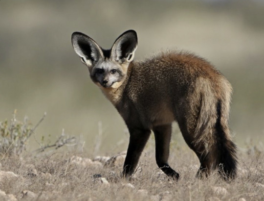 biologyluv:Otocyon megalotisThe bat eared fox, native to south and east Africa, isn’t