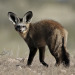 biologyluv:Otocyon megalotisThe bat eared fox, native to south and east Africa, isn’t