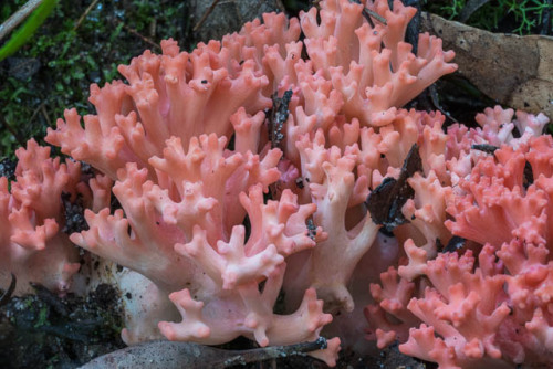 oceaniatropics:fungi at Sassafras Gully, New South Wales, Australia, by David Noble