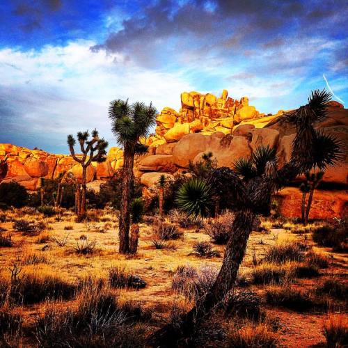 While posting my #u2 photos I figured I post a few #joshuatree pics!!!! #nikon #nikonphotography #jo