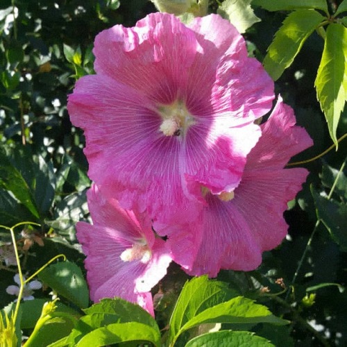 Morning Walk 