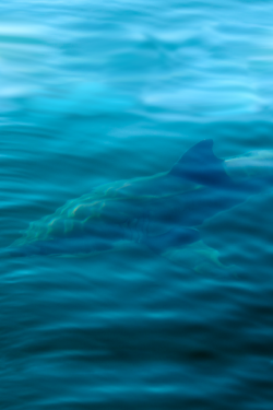 archangvl:  Great White Shark | Arend van der Walt 