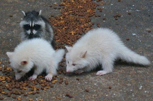 congenitaldisease:Albino raccoons.