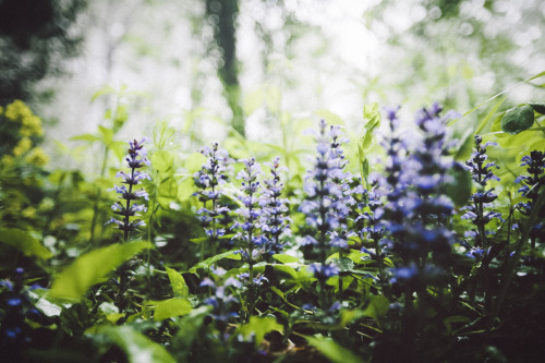 elenamorelli:  { springtime mist }