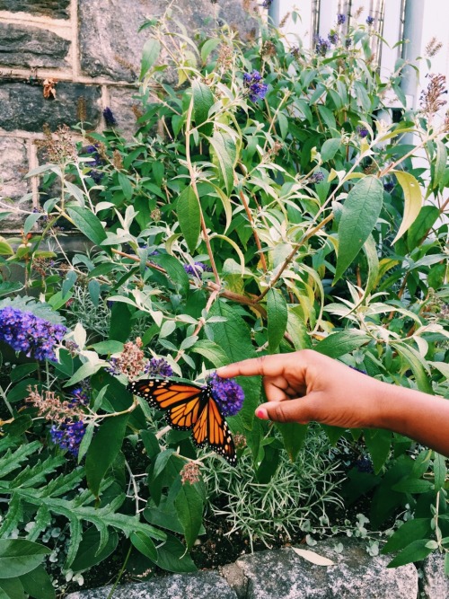 alexandraelle: wave hill park, Bronx NY. 