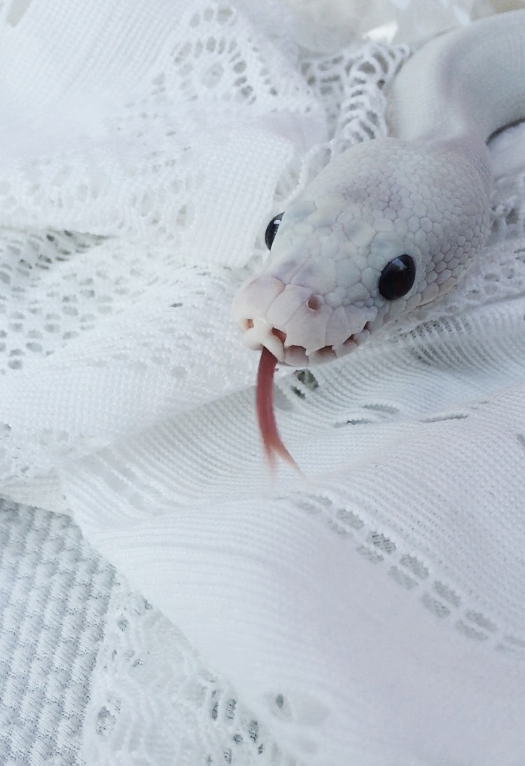 elorangeman:  the-design-nerd:  Lucille the Ball Python // photo by Hannah K.  The