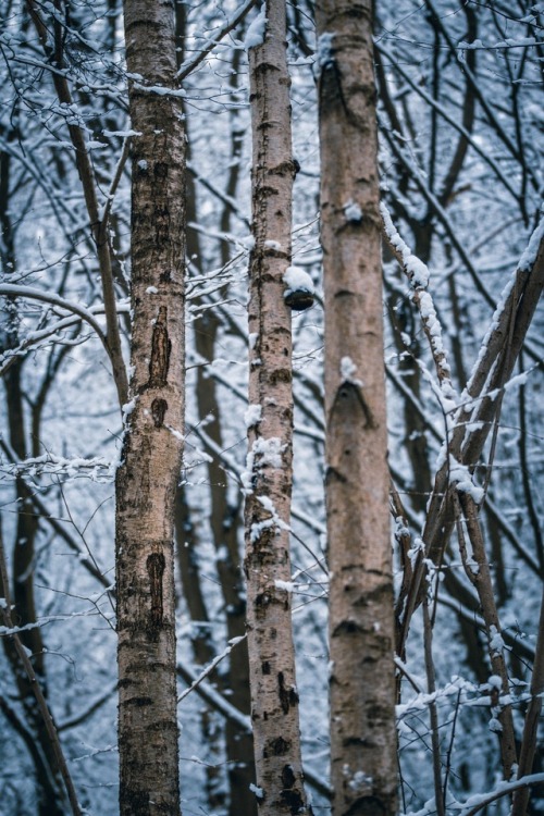 Winter Season    |   ©  |  ιηѕтαgяαм