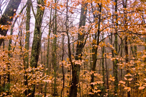 Beech trees are magic. They become so beautiful in autumn. The only tree in the forest (other than e