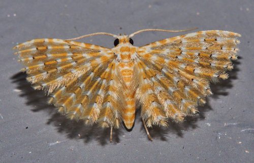 onenicebugperday:Orange feather wing moth, Alucita xanthodes,AlucitidaePhotographed in the Mand