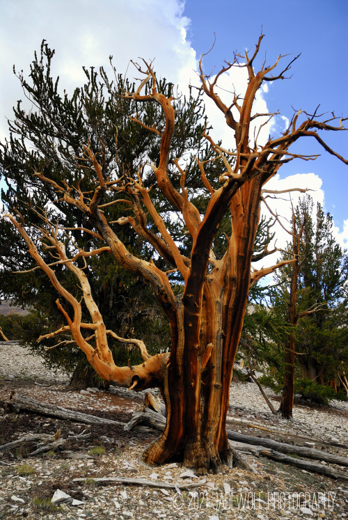 Bristlecone PinePatriarch GroveAncient Bristlecone Pine ForestWhite Mountains, California