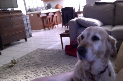 Ok i swear im gonna post art soon but first look at my dog