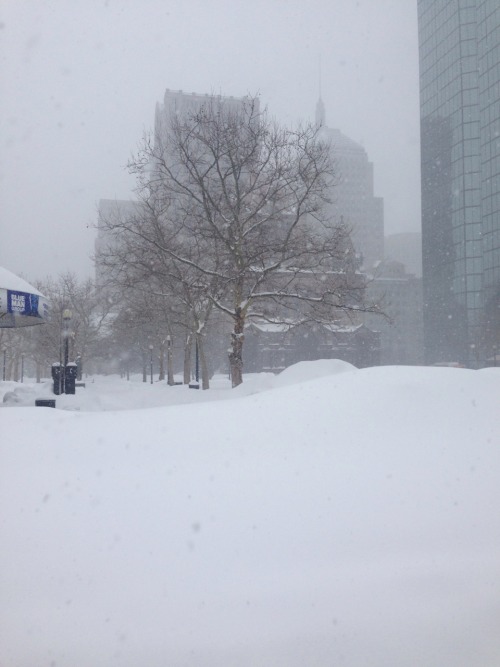 neornithes:  Copley Square, 2/9/15