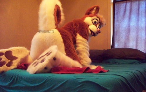 Remember @FursuitButts over on Twitter?Well, they MADE A TUMBLR BLOG!!!***CLICK HERE AND FOLLOW THEI