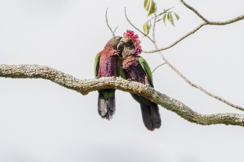 fascinator-birds:Red-fan Parrot (Deroptyus accipitrinus) © Carl Downing