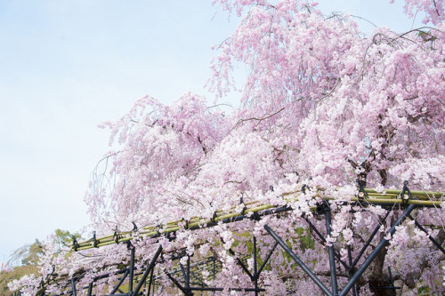 斎王桜 by TKBou on Flickr.