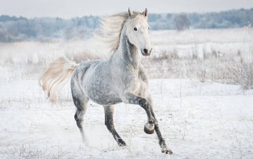 orlovtrotter:Orlov Trotter stallion Belomor