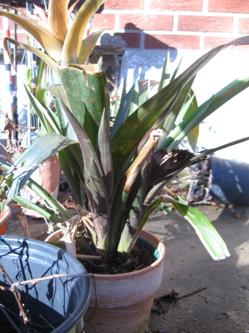 no one told the bromeliad a hard freeze was supposed to kill itit actually doesn’t seem to have been