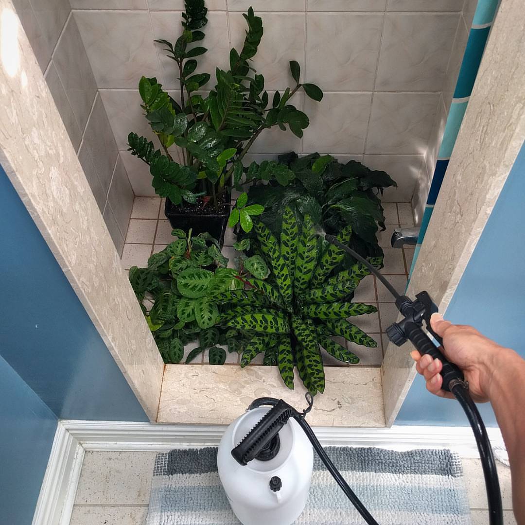 houseplantjournal:
“ As I spray washed the foliage of my top 4 house plants, my shower shall briefly smelled like a fresh greenhouse. Btw, these tank sprayers are super useful because it’s like having a hose indoors #zzplant #zanzibargem...