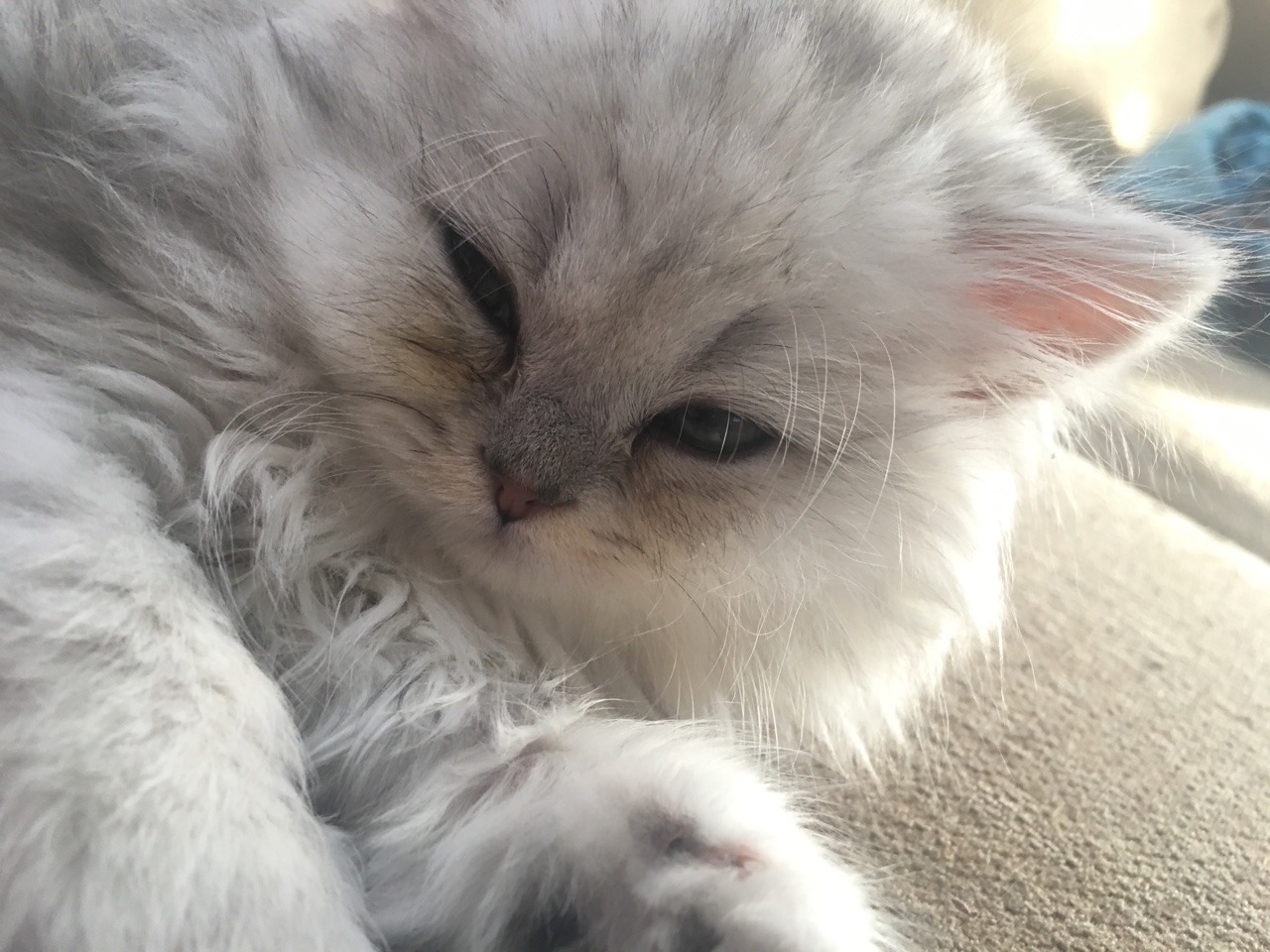 daniqueeninabox:  My brother’s kittens Coffee and Mug