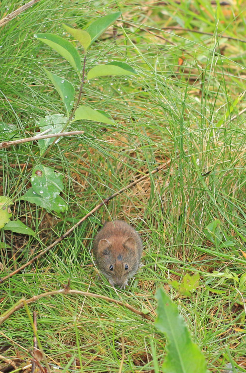 Bank vole/skogssork.