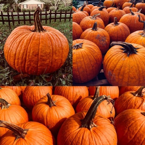 briarwitch132: We all knew this was coming today…I stumbled upon a place with really good dea