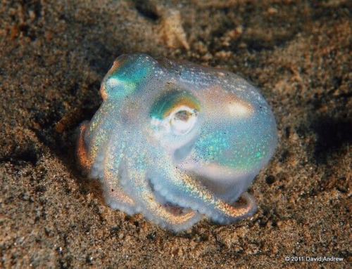 mermaids-luv:Holographic octopus ❤️