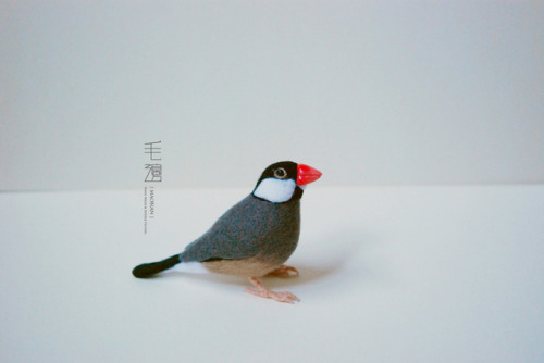 ▋Java Sparrow ( custom-made )Sculpture approximately 4.5 x 11 x 7.5 cm 
