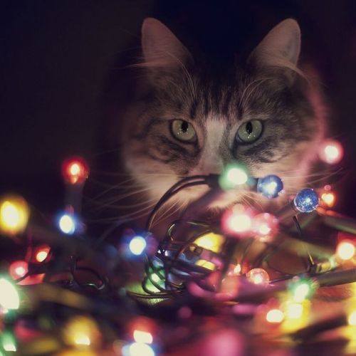 adelphicoracle: ainawgsd: Christmas Cats Adorable ornaments