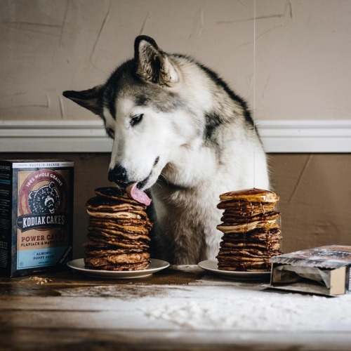 crisscomedulcesdecolores: atraversso: Credit: Loki the Wolfdog ♥