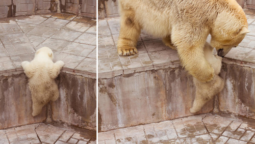 angelclark:  Big Bears Teaching Their Teddies How To Bear  Momma bears are a fairly devoted bunch, and because bears are so incredibly cute, the moments they enjoy in the spring when raising their young cubs can be truly precious. That’s why we collected