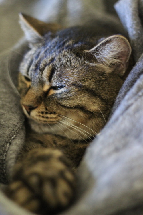 hustlemeanokay: My cat was being insanely cute the other day, wrapping herself up in a blanket and e