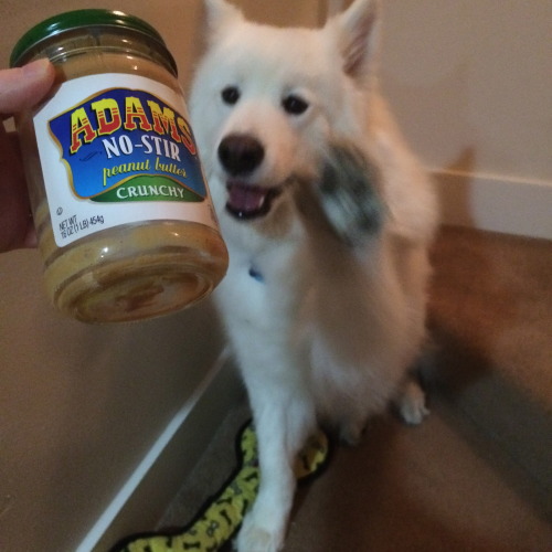 skookumthesamoyed:Skookum and the Adams Peanut Butter Jar, A Tragic Tale of Desire and Loss