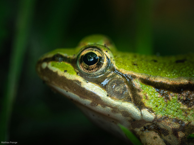 What’s going on? A portrait for frog friday? Ok, but hurry ...