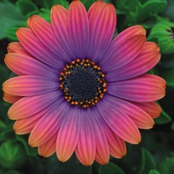 flowersgardenlove:  Osteospermum Zion Co Beautiful gorgeous pretty flowers 