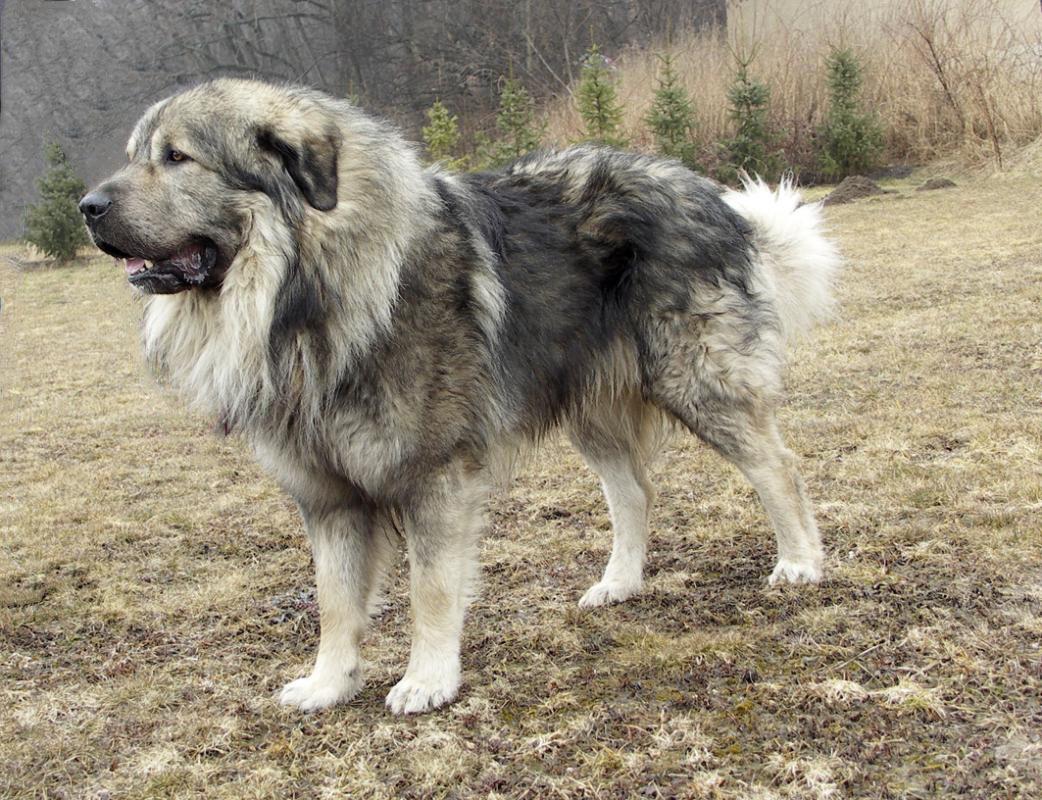 yugoslavian shepherd dog
