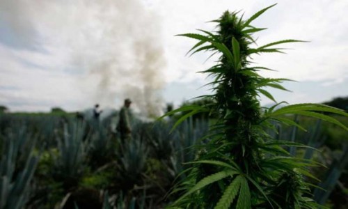 Uruguay Plans To Sell Legal Marijuana for $1 a Gram
Uruguay’s drug czar has announced the country’s latest plan to combat illegal drug trafficking: Legalize the sale of marijuana and set the prices so low that the drug dealers cannot compete. As AP...